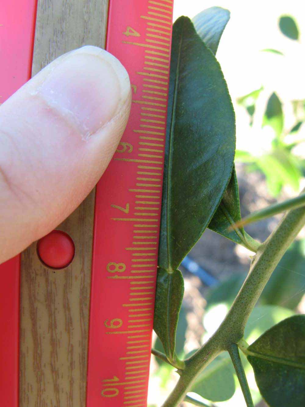              Unifoliolate leaf (Winter Haven, FL)       